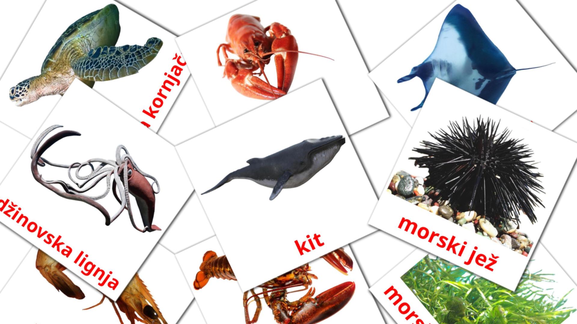 29 Bildkarten für morske životinje