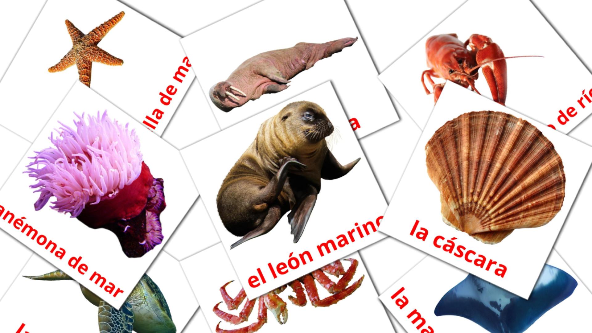 29 Flashcards de Animales Marinos