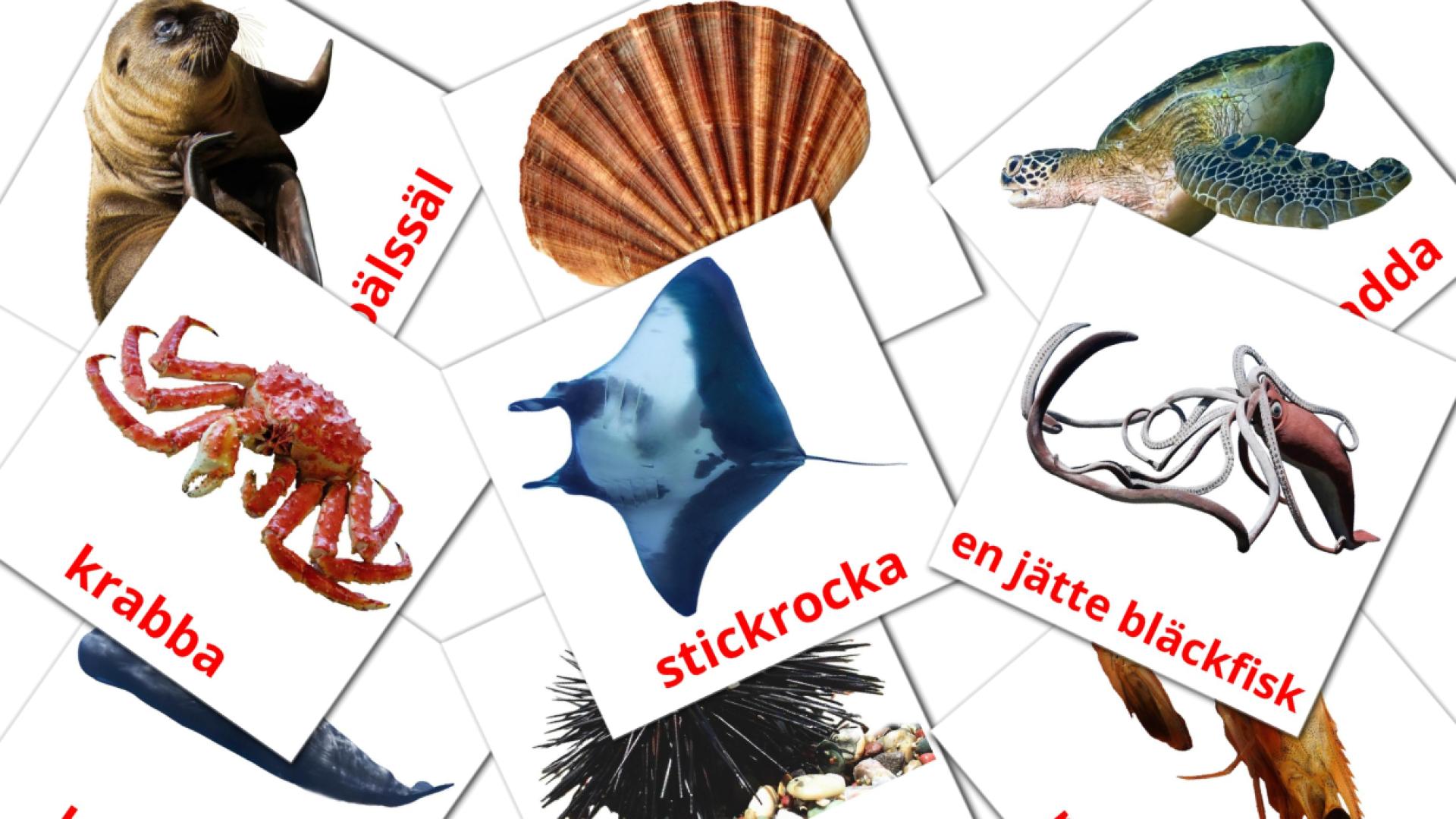 29 tarjetas didacticas de Djur från Havet