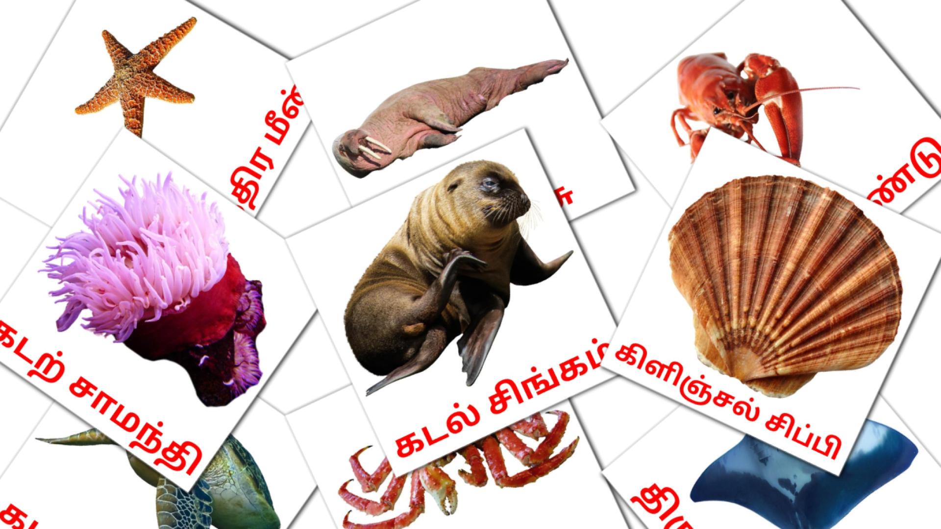 29 Bildkarten für கடல் வாழ் விலங்குகள்