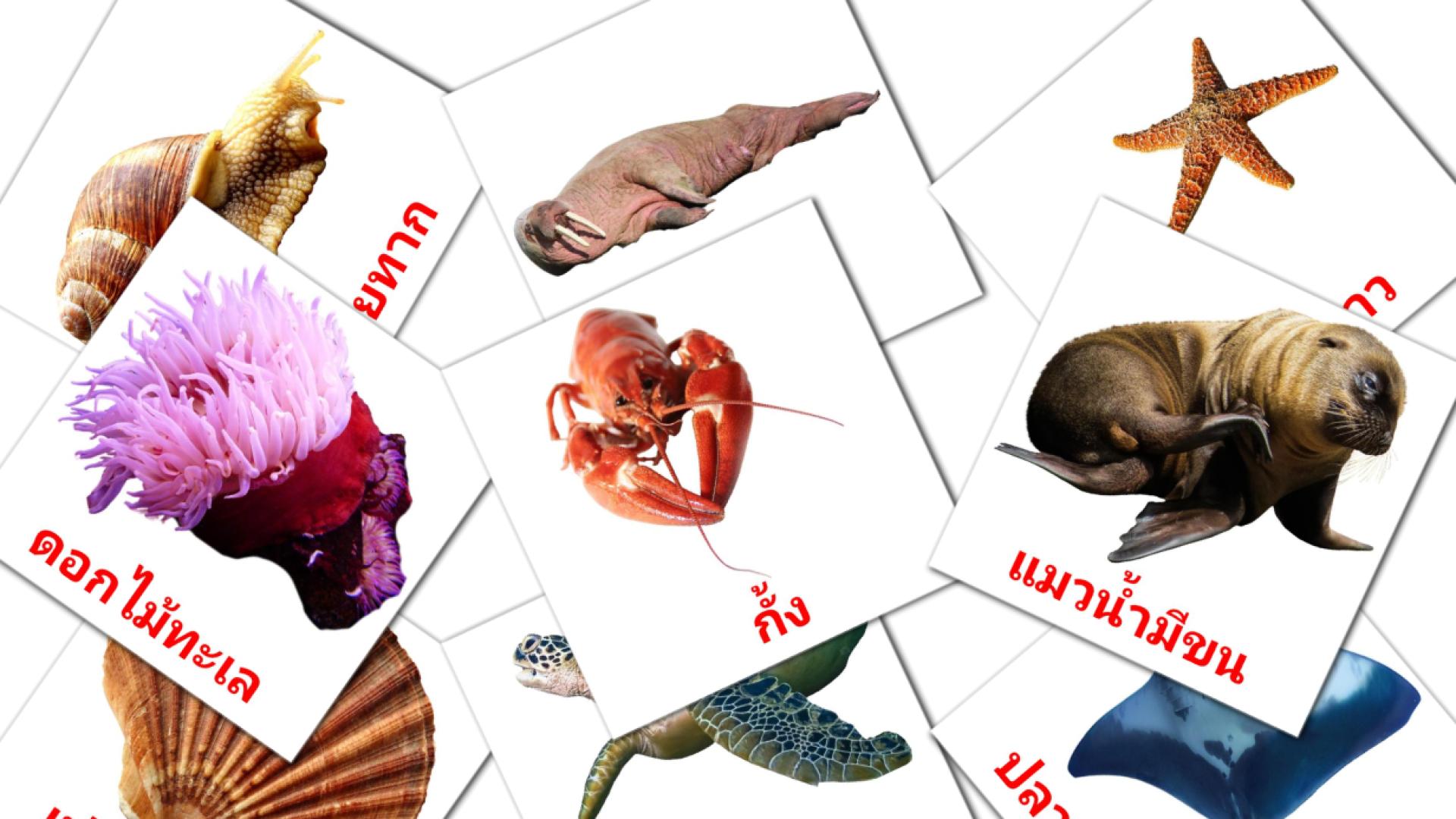 29 tarjetas didacticas de สัตว์ทะเล