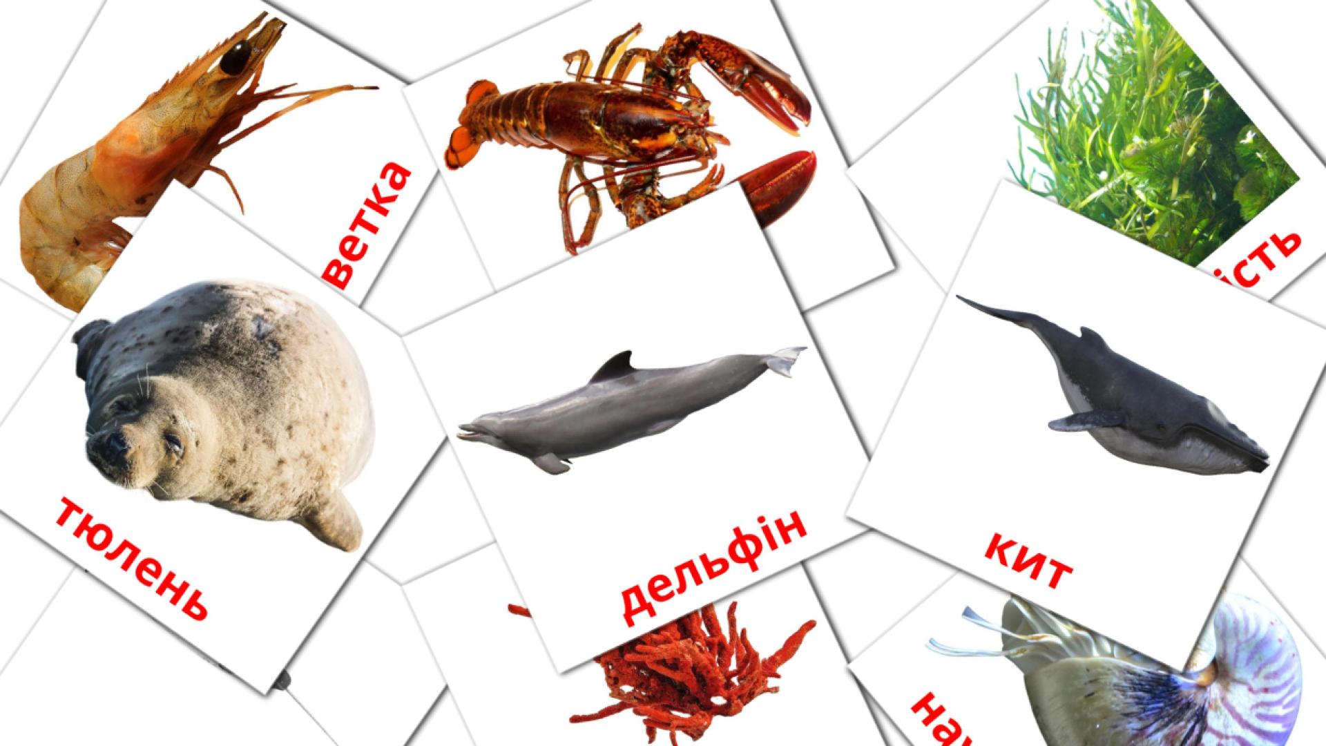 29 tarjetas didacticas de Морські тварини