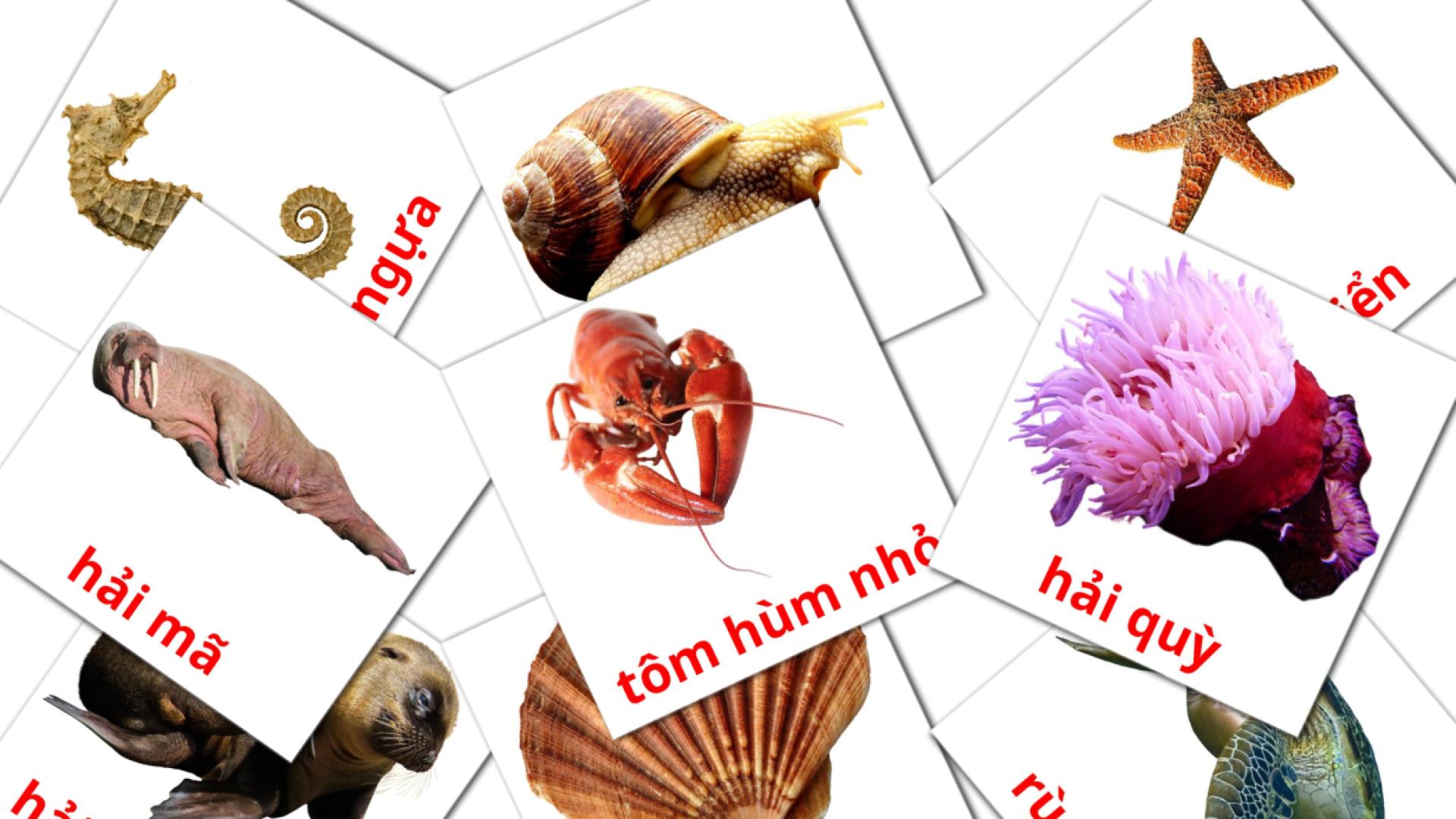 29 Bildkarten für động vật biển