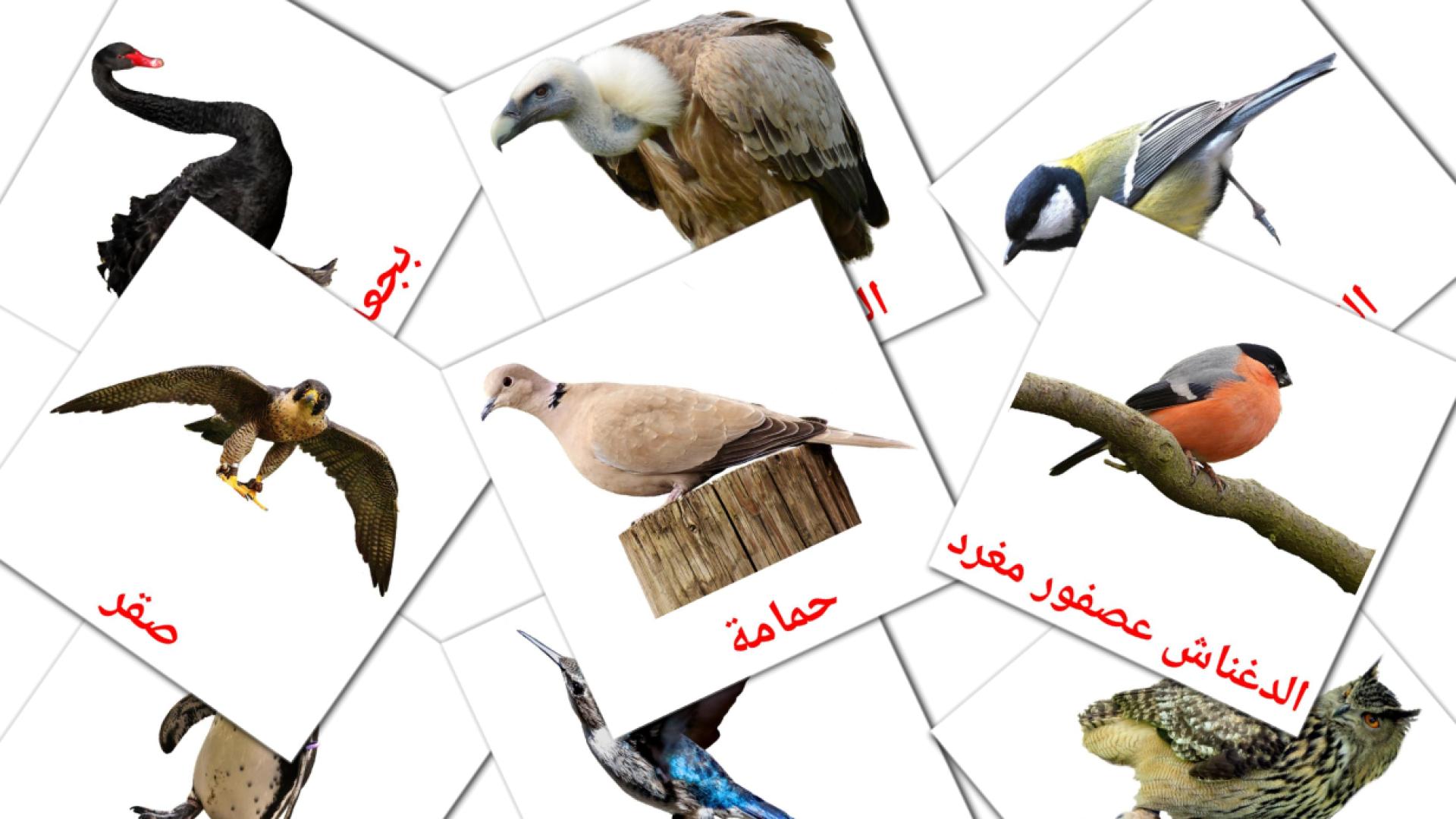 Pássaros Selvagens - Cartões de vocabulário árabe