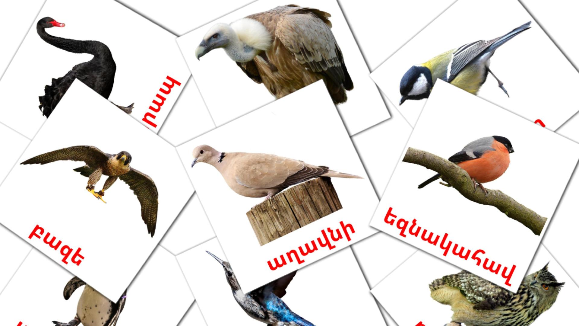Pássaros Selvagens - Cartões de vocabulário armênio