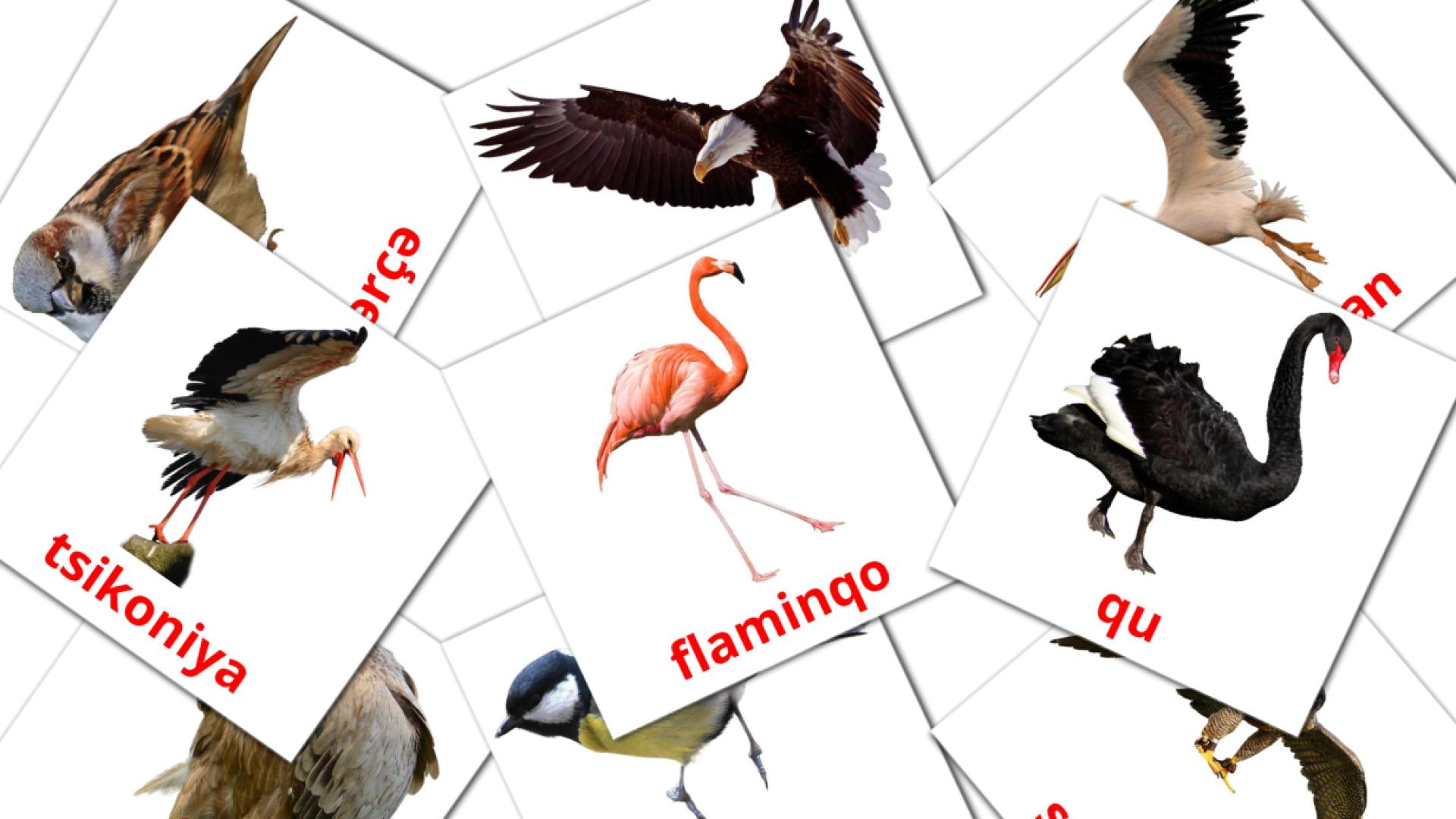Wilde vogels - azerbeidzjaanse woordenschatkaarten