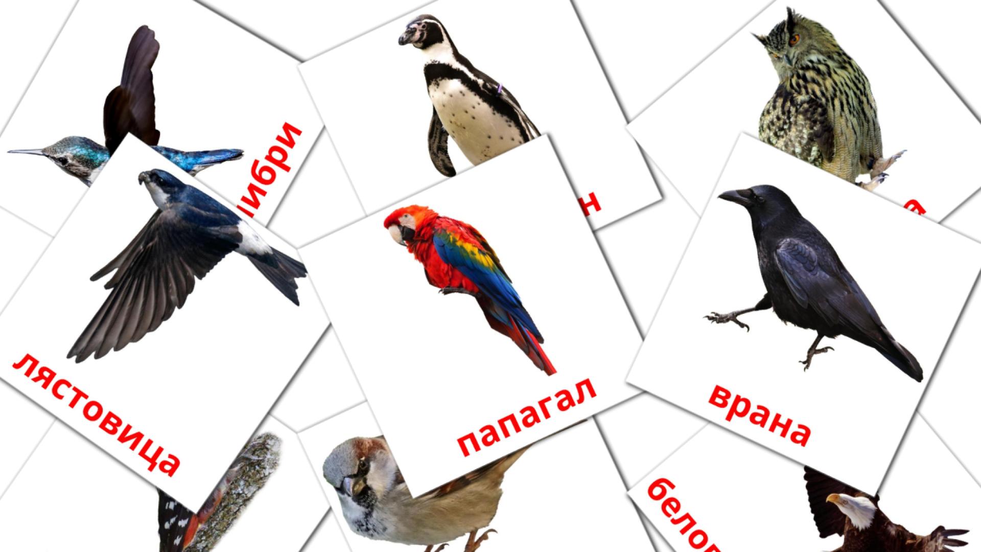 18 tarjetas didacticas de Диви птици