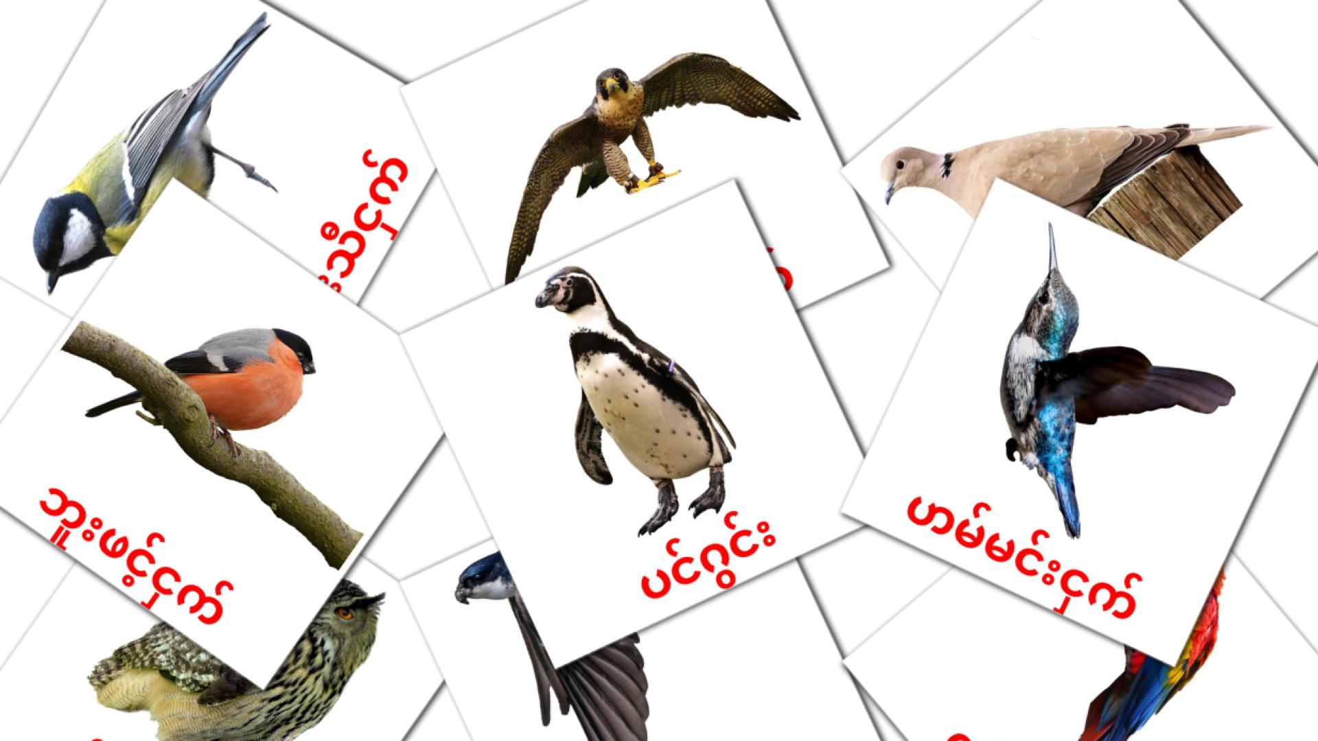 19 tarjetas didacticas de တောငှက်များ