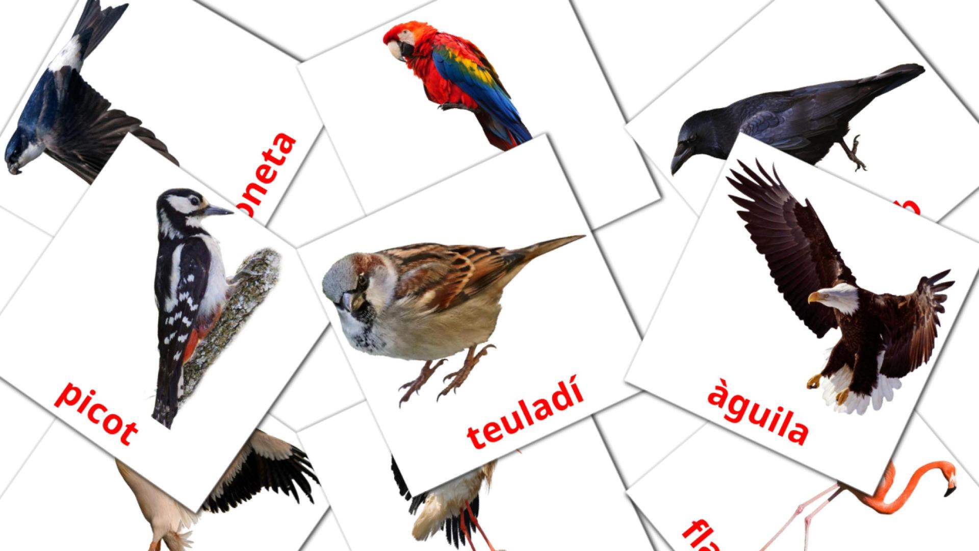 18 tarjetas didacticas de Ocells salvatges