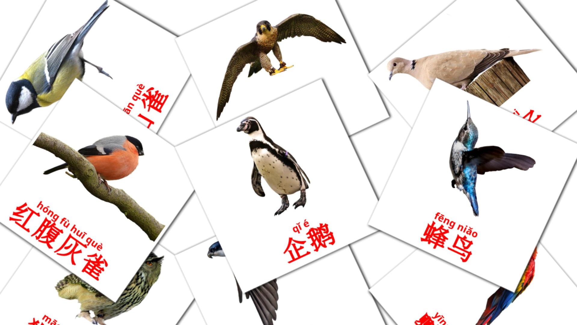 18 tarjetas didacticas de 野生鸟类
