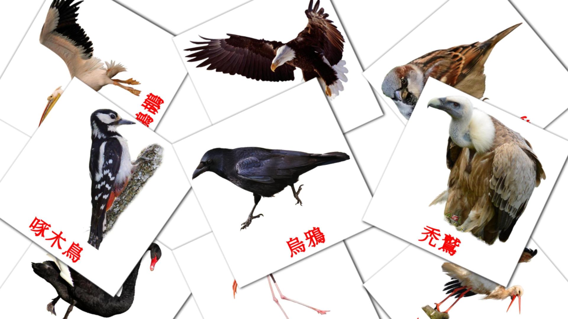 19 Flashcards de 野生雀鳥