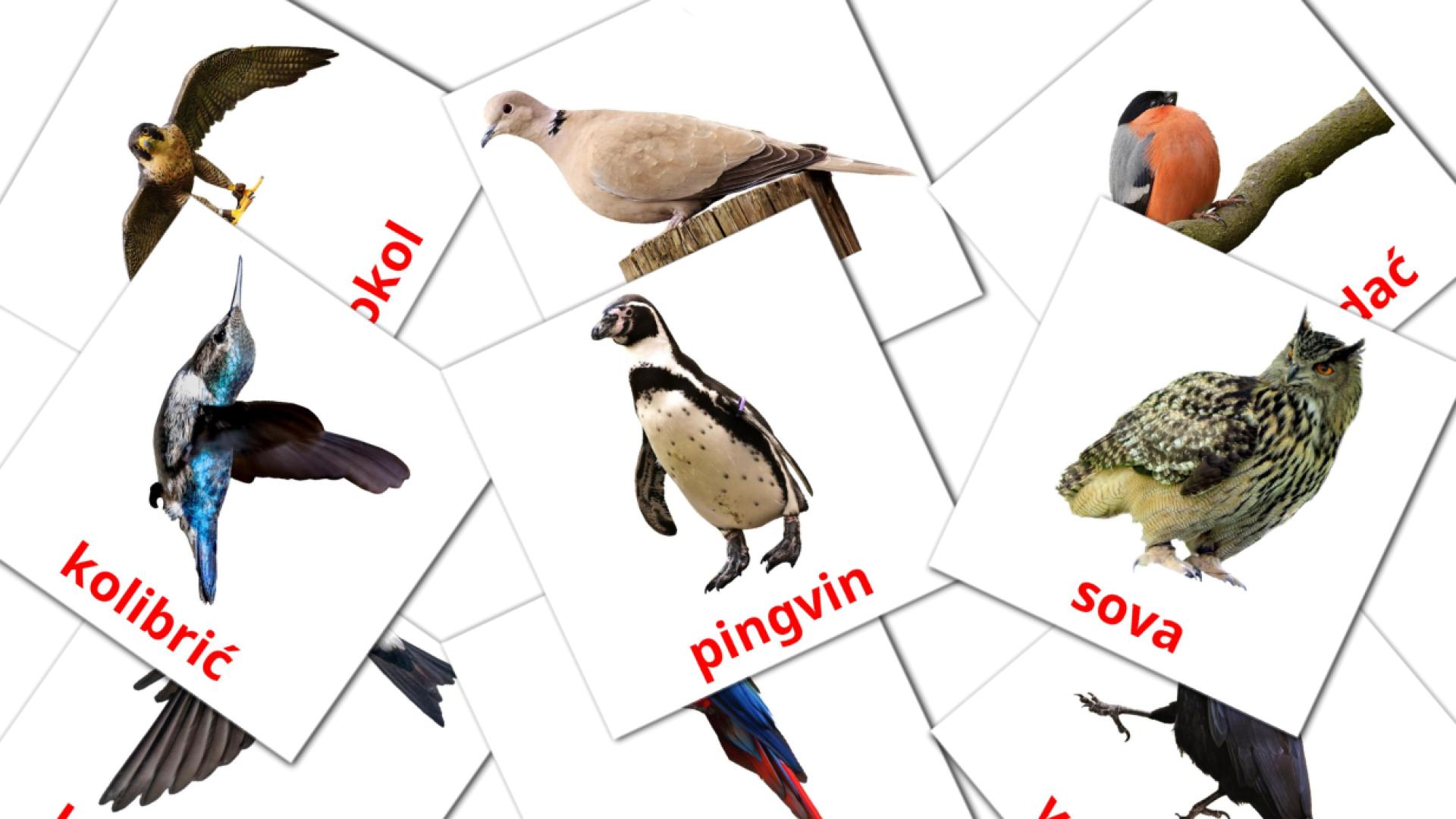 18 Flashcards de Divlje ptice