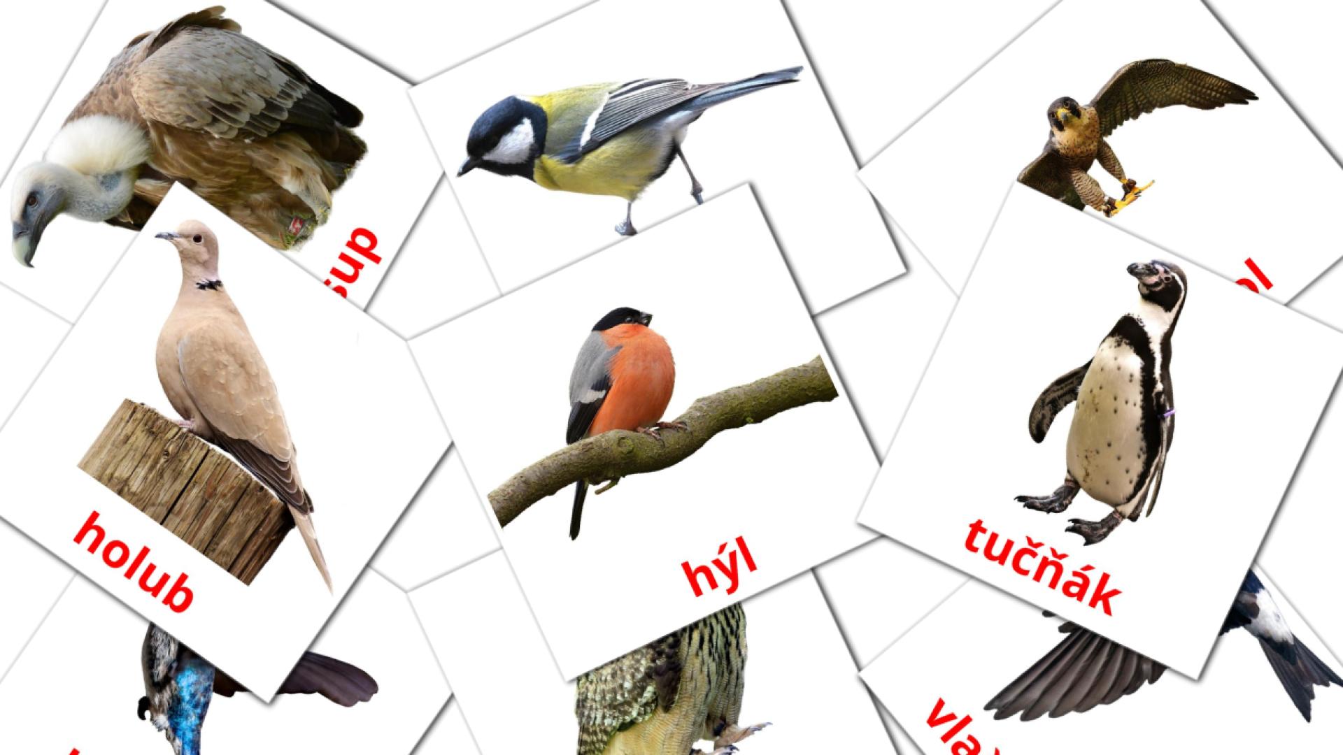 18 tarjetas didacticas de Divoký ptáci