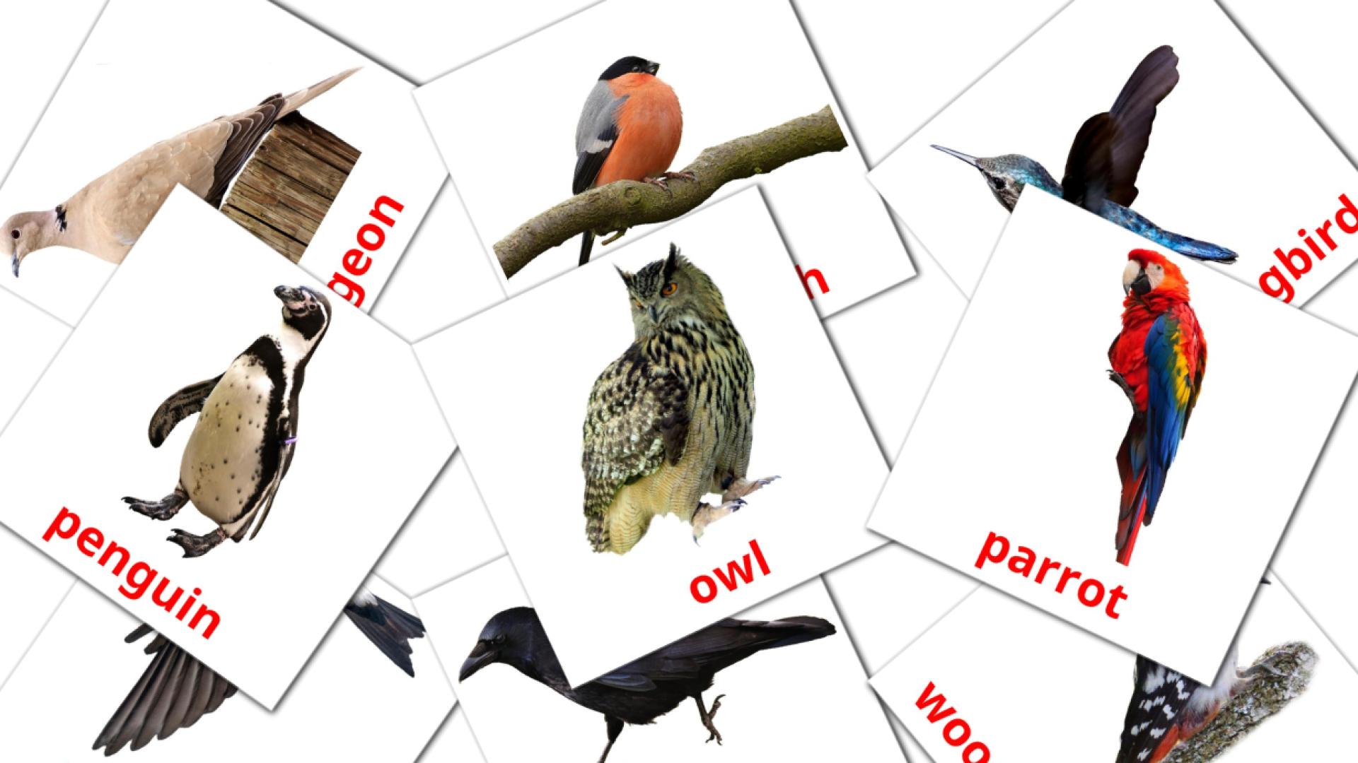 Les Oiseaux Sauvages - cartes de vocabulaire anglais