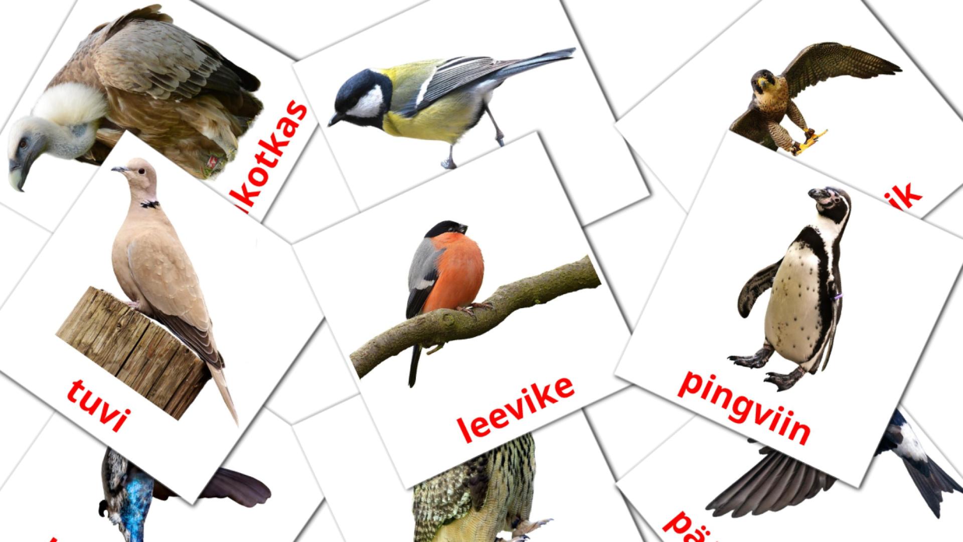 18 tarjetas didacticas de Metsikud linnud