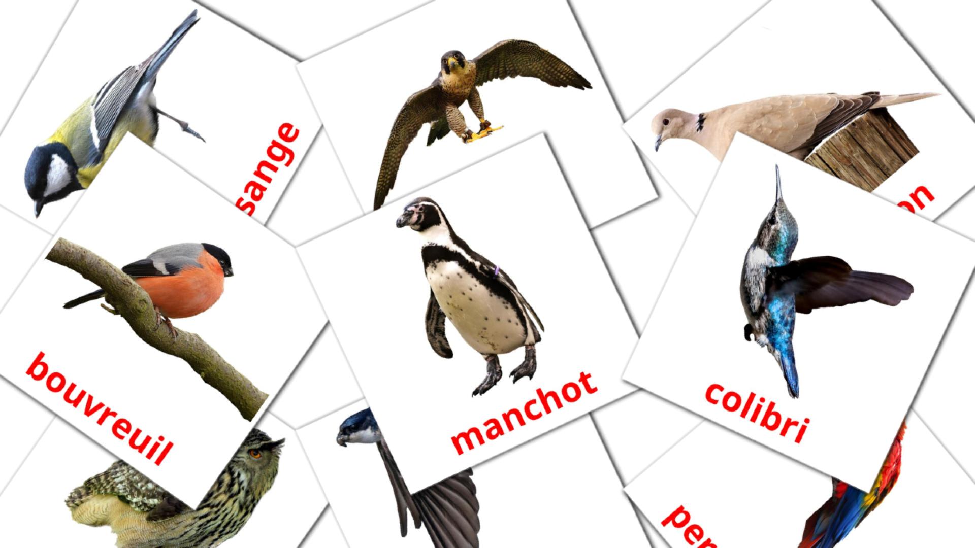 18 Bildkarten für Les Oiseaux Sauvages