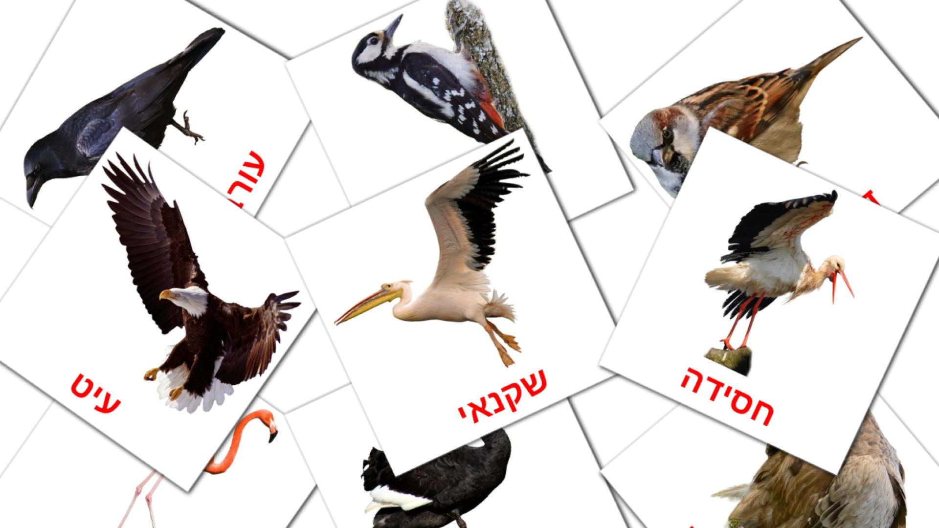 18 Bildkarten für רב ירופיצ