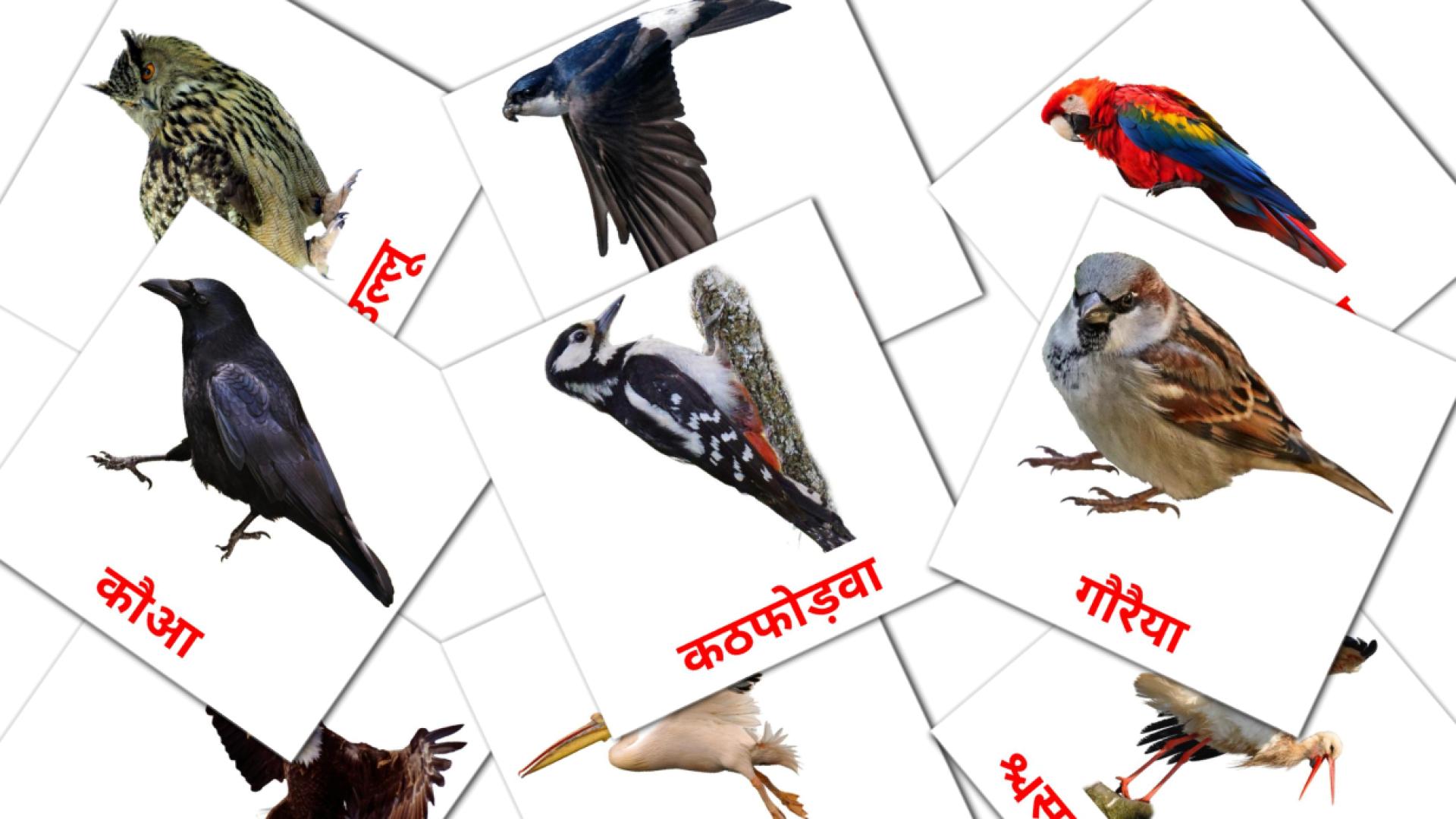 18 tarjetas didacticas de जंगली पक्षी