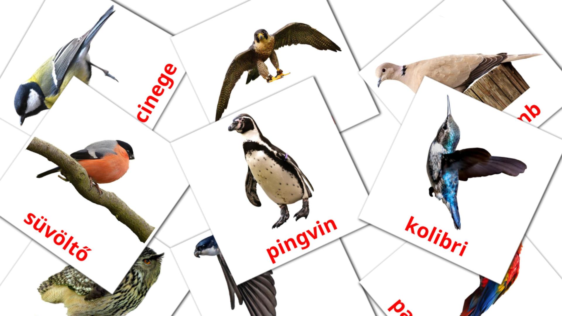 18 tarjetas didacticas de Vadon élő madarak