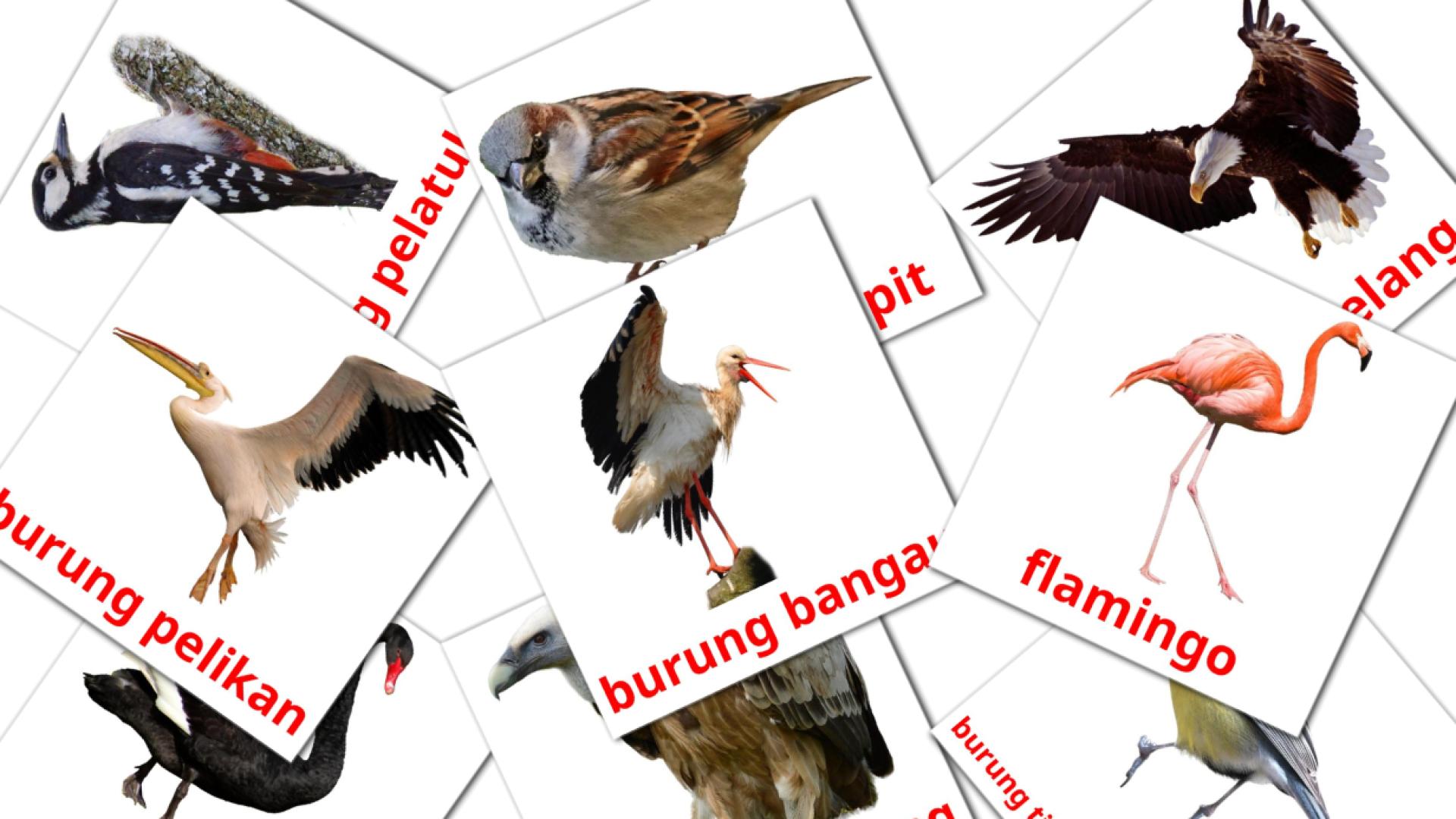 18 tarjetas didacticas de Burung liar