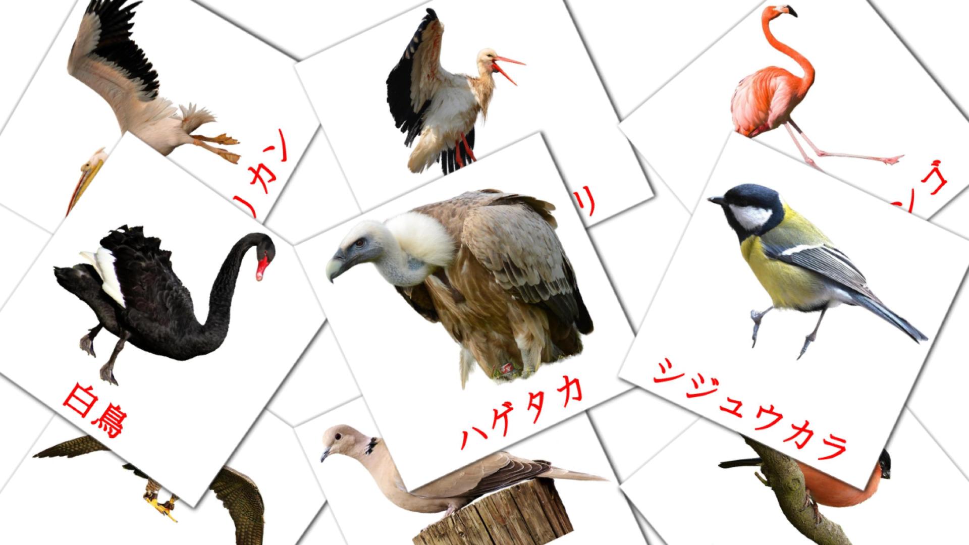 18 tarjetas didacticas de 野鳥