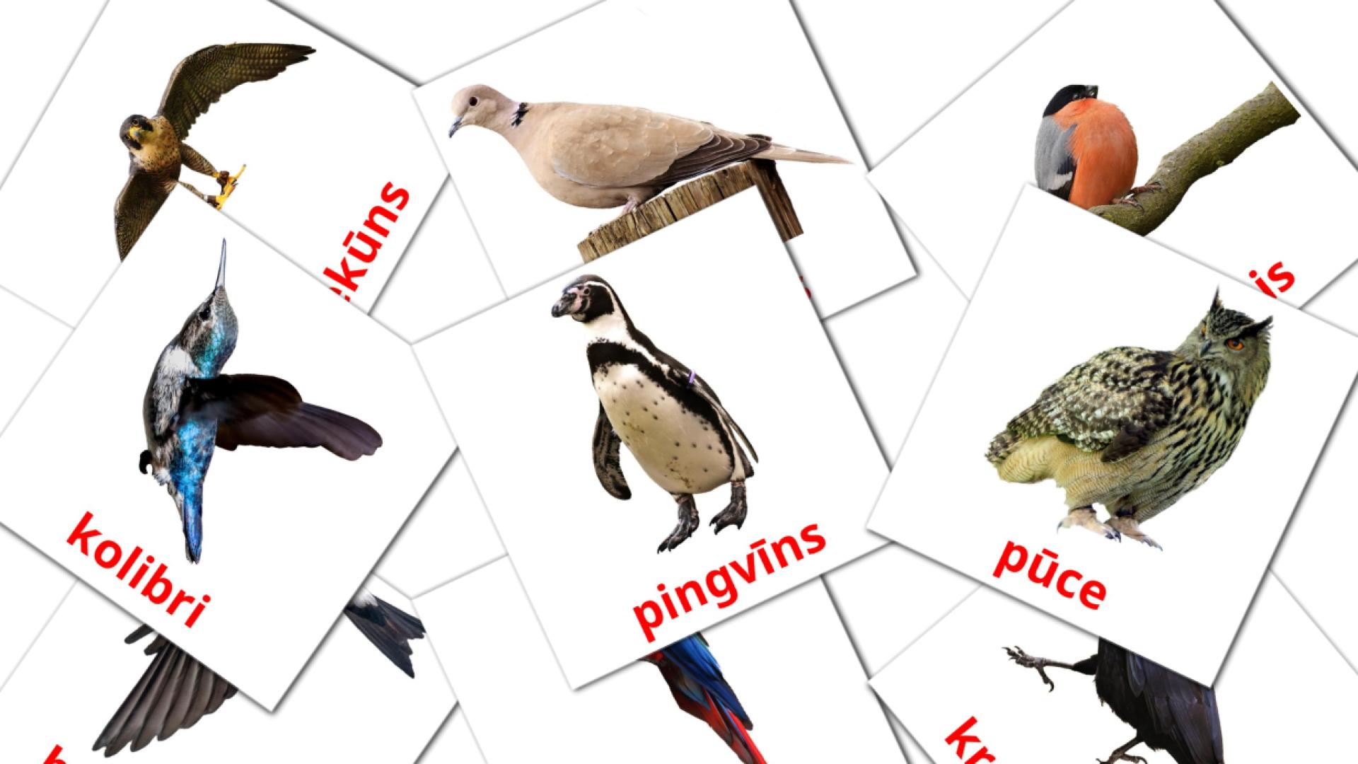 18 Bildkarten für Savvaļas putni
