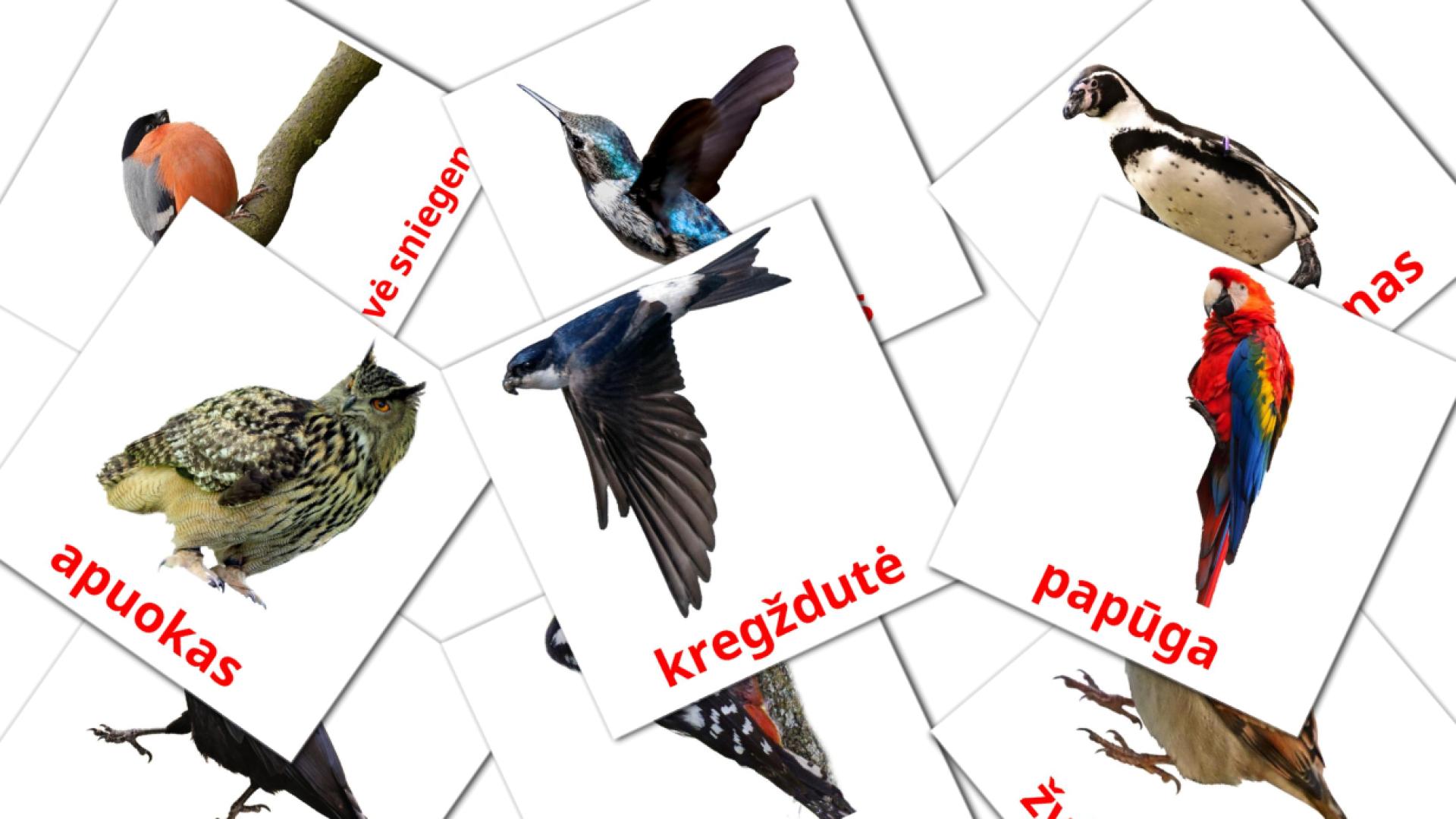 18 Flashcards de Laukiniai paukščiai