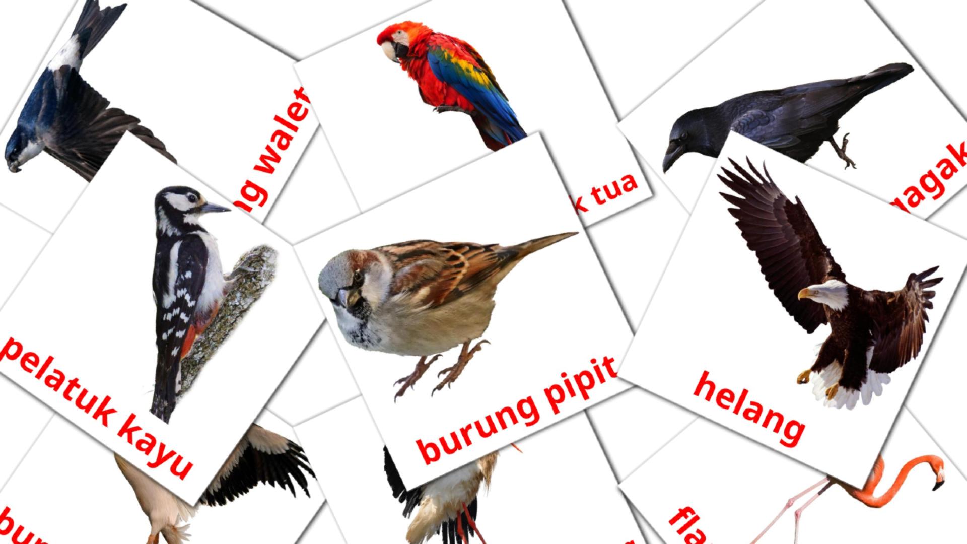 18 tarjetas didacticas de burung liar
