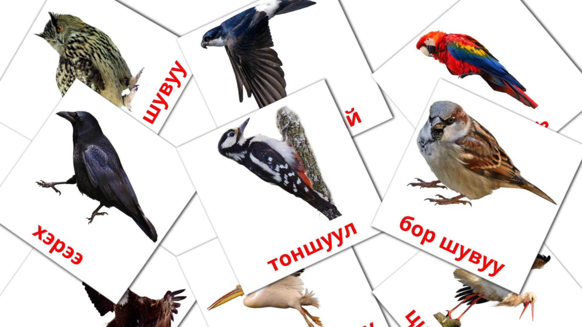 18 Bildkarten für Зэрлэг шувууд