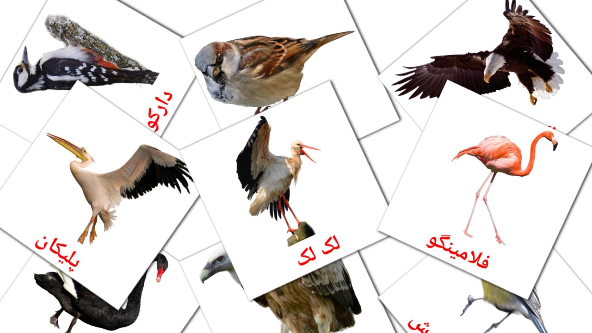 18 tarjetas didacticas de پرندگان وحشی