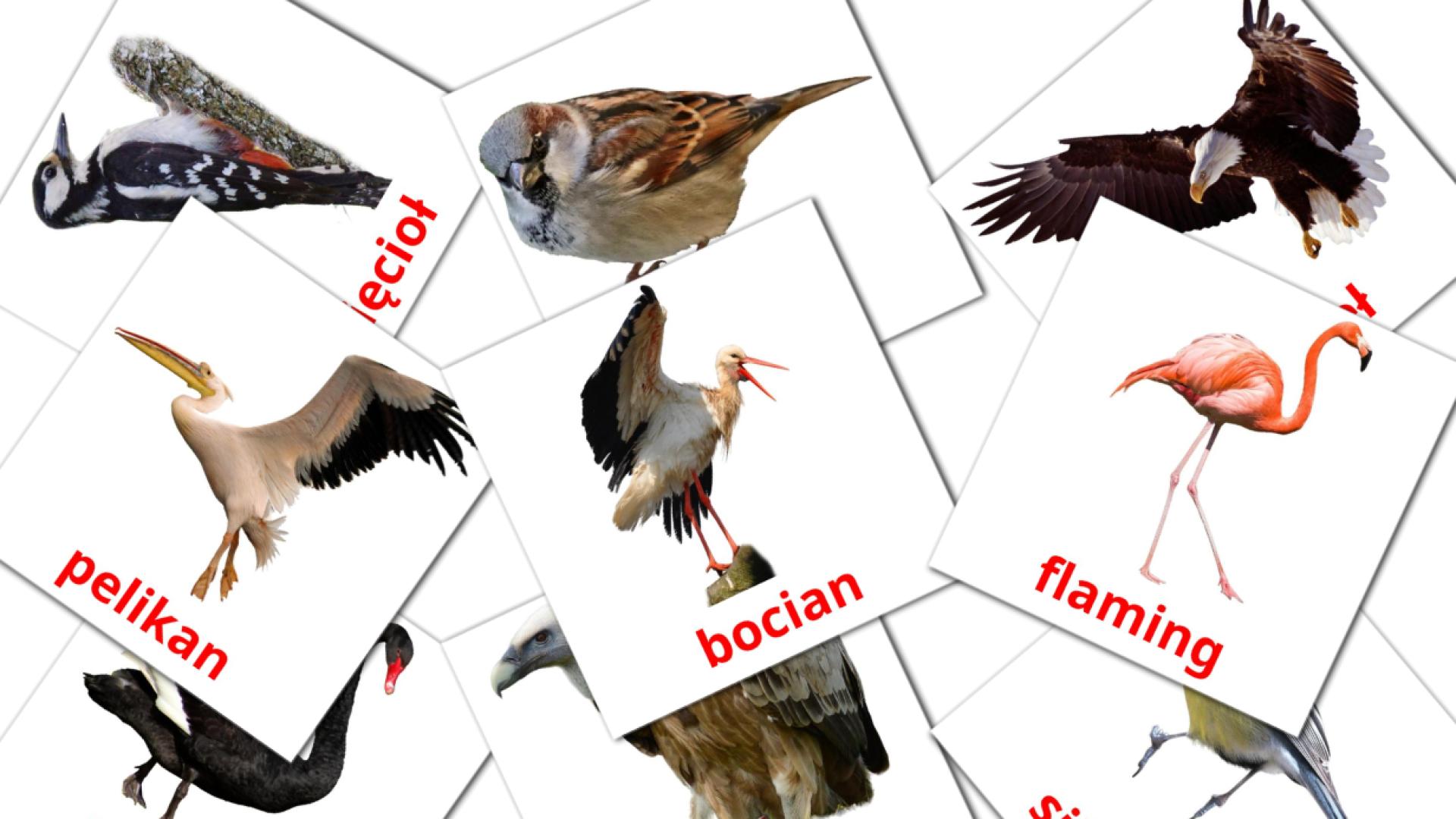 18 Flashcards de Dzikie ptaki