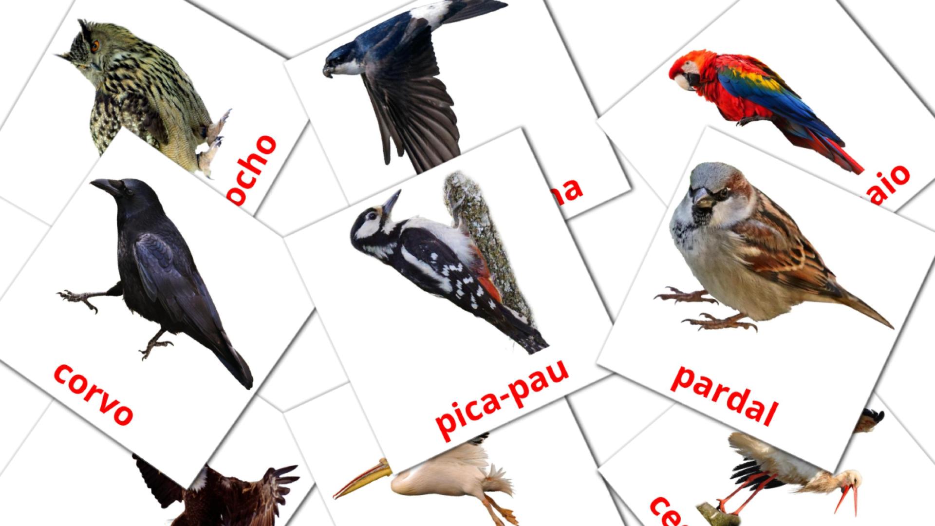 18 tarjetas didacticas de Pássaros Selvagens
