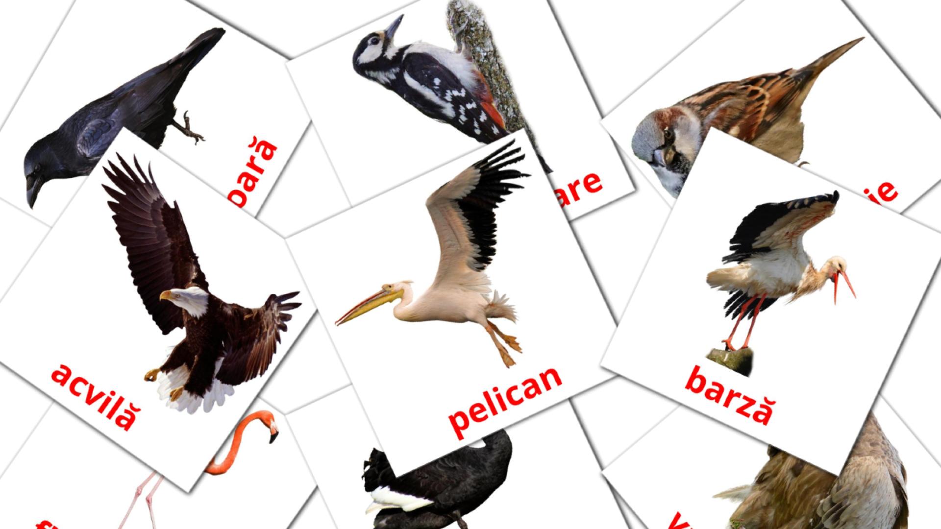 18 tarjetas didacticas de Păsări sălbatice
