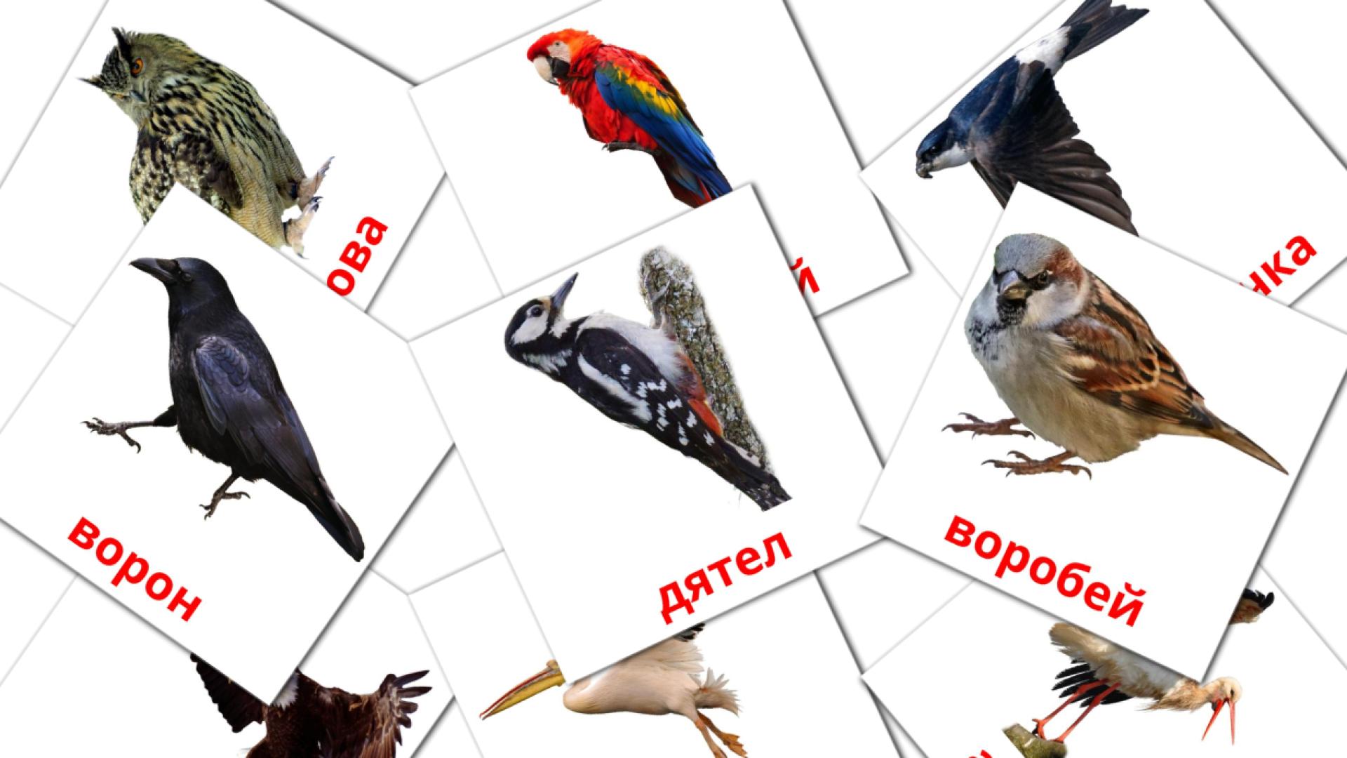 18 Bildkarten für Дикие птицы