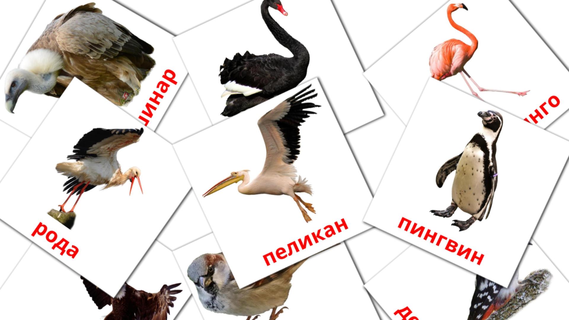 18 tarjetas didacticas de Дивље птице