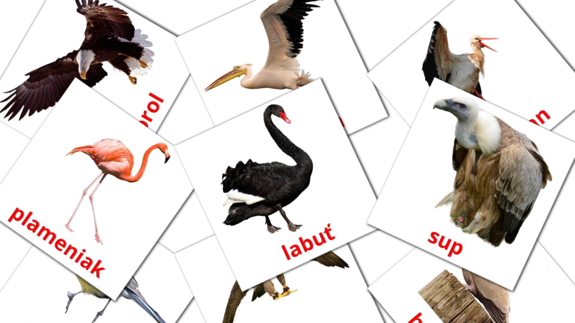 18 flashcards di Divé vtáky