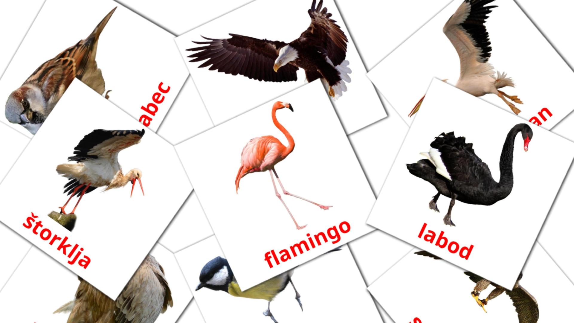 18 tarjetas didacticas de Divje ptice