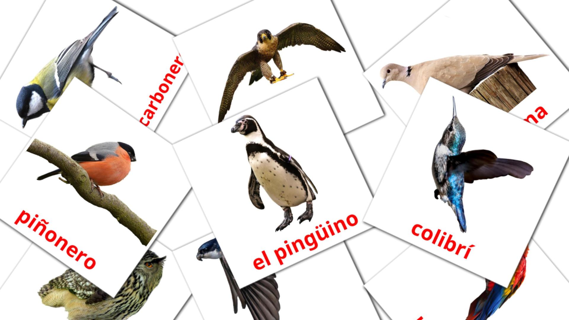 18 Flashcards de Pájaros salvajes