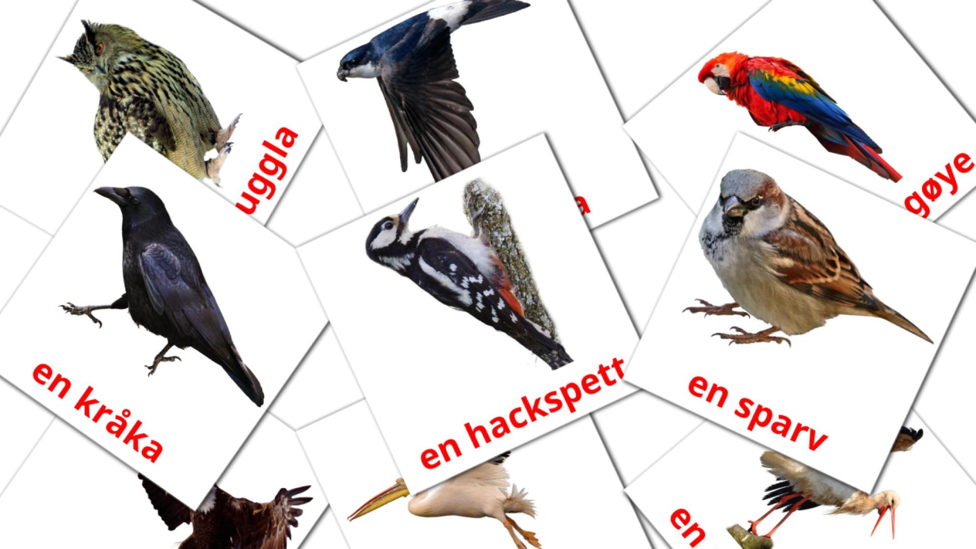 18 tarjetas didacticas de Vilda fåglar