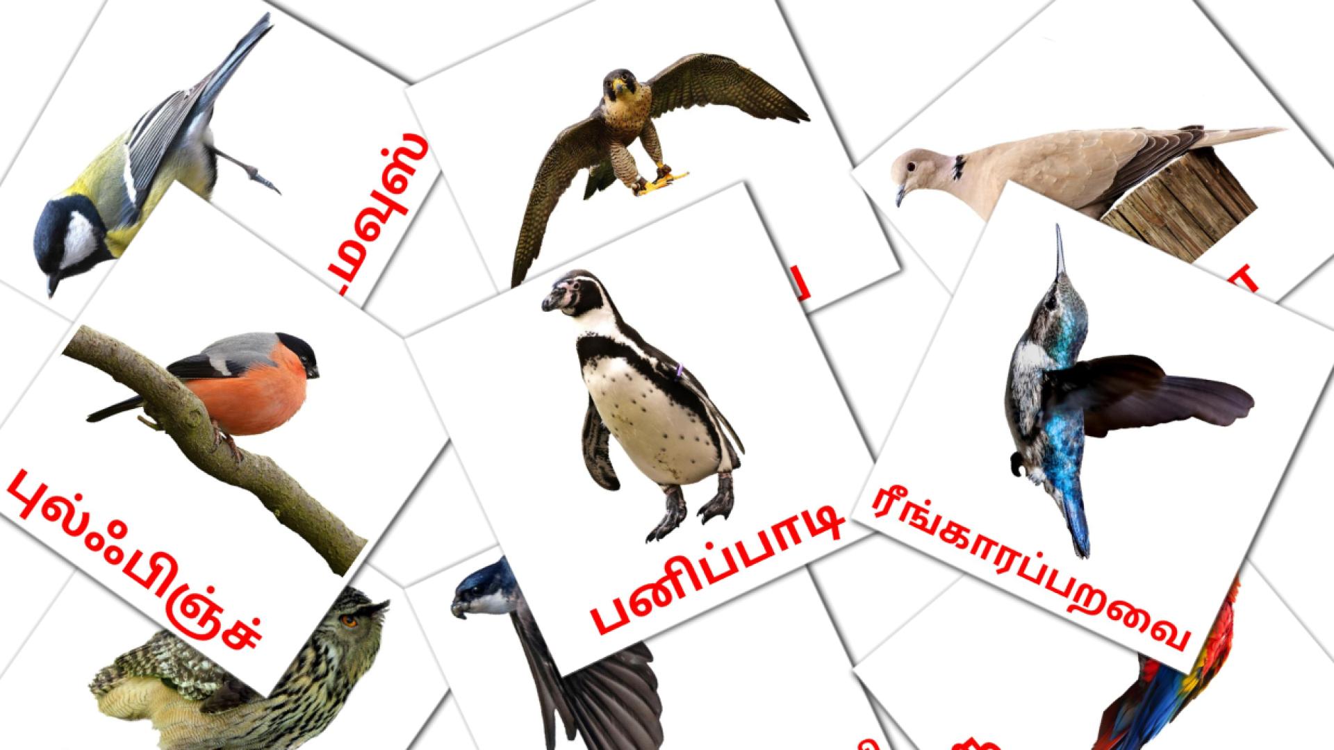 18 tarjetas didacticas de காட்டு பறவைகள்