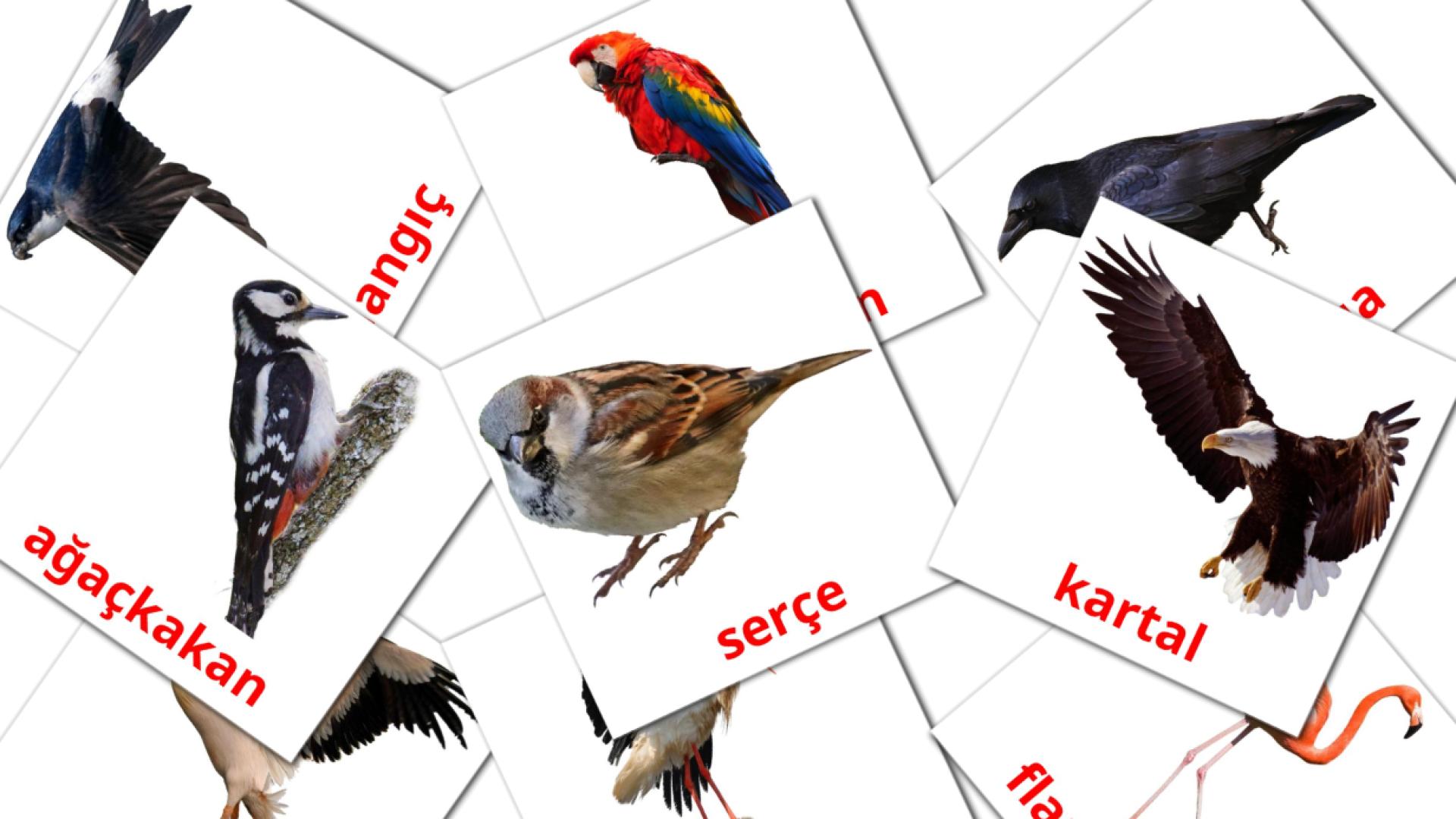 18 tarjetas didacticas de Vahşi Kuşlar