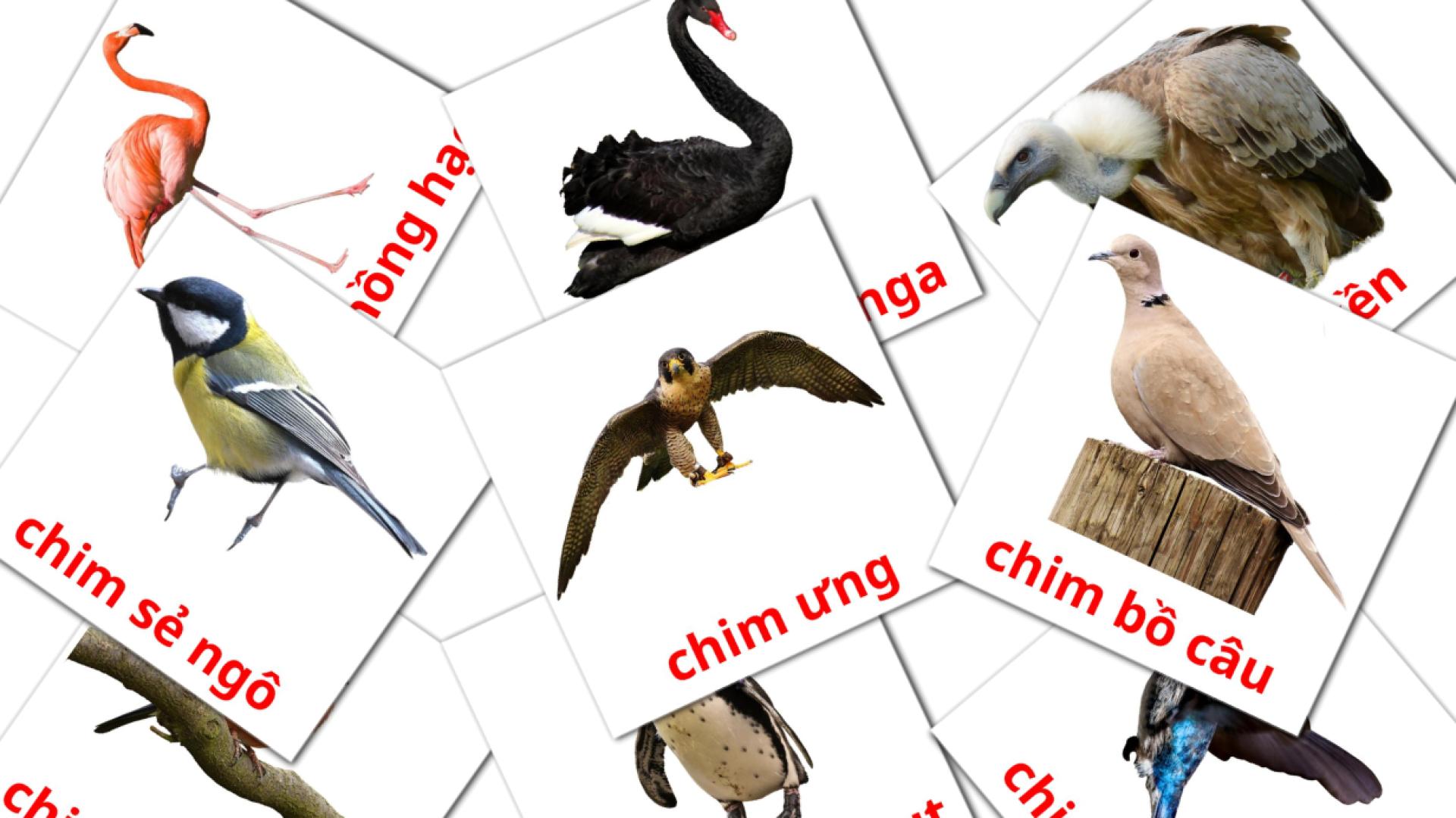 18 Flashcards de Chim hoang